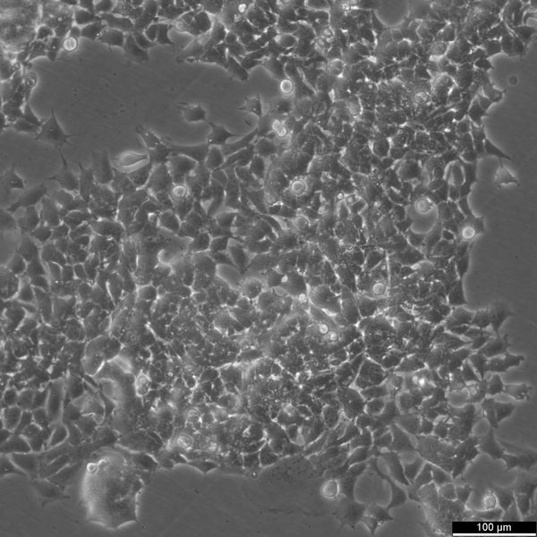 RD-ES cell