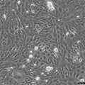 RF/6A cell