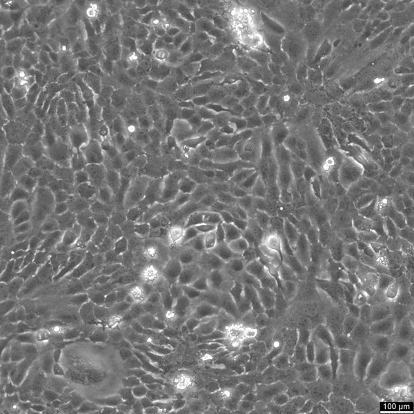 RF/6A cell