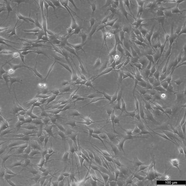 RG2 cell