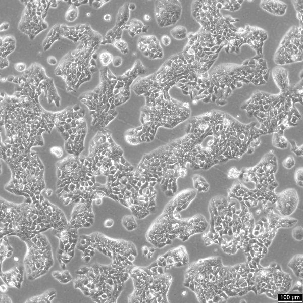RH-35 cell
