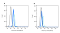 Rabbit IgG Isotype Control-ATTO Fluor-550