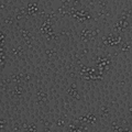 RJ2.2.5 cell