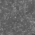 RKO-E6 cell