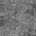 RKO cell