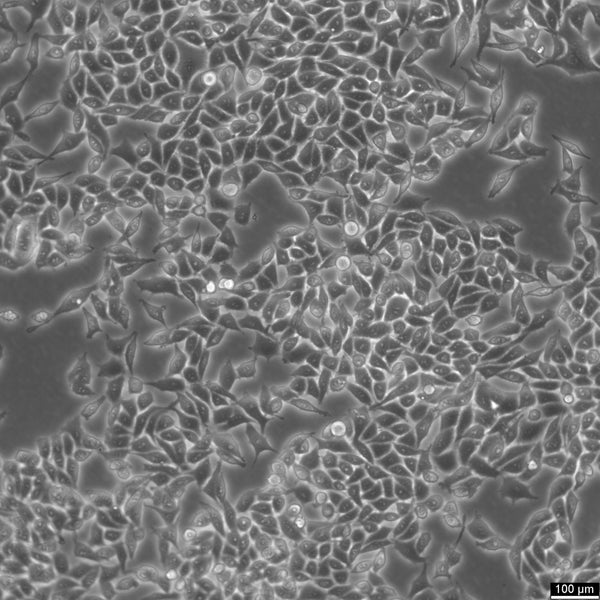 RKO cell