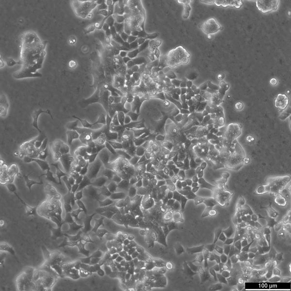 RL95-2 cell