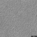 RLE-6TN cell