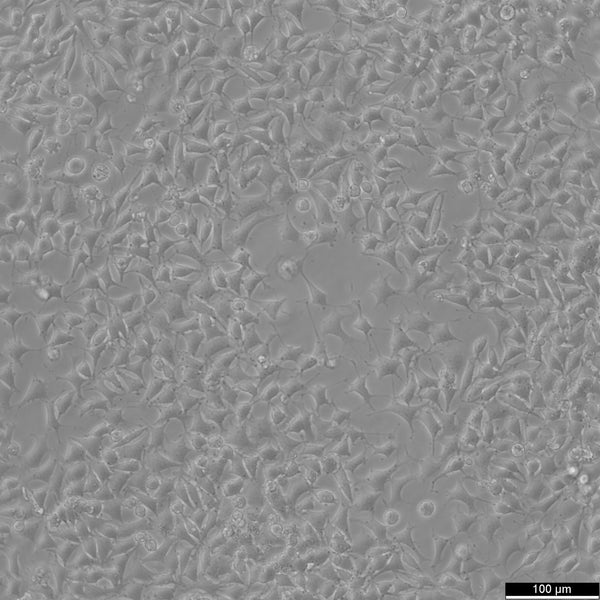 RLE-6TN cell