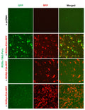 RORα Reporter Lentivirus – Figure 1