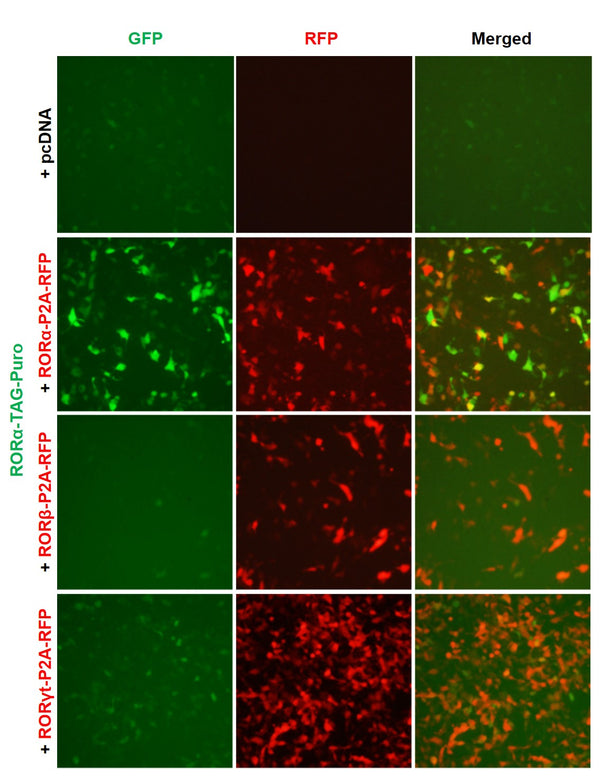 RORα Reporter Lentivirus – Figure 1