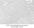 Immortalized Mesenchymal Stromal Cell Line (iMSC) - Clone 8 | Applied Biological Materials (abm)