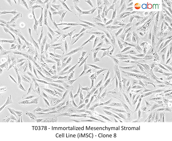 Immortalized Mesenchymal Stromal Cell Line (iMSC) - Clone 8 | Applied Biological Materials (abm)
