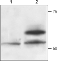 Recombinant human Artemin protein – Figure 1 of 1