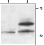 Recombinant human Artemin protein – Figure 1 of 1