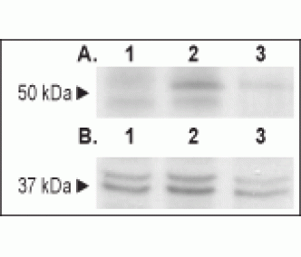 Human GFRα1-Fc Chimera