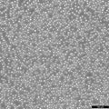 RS4:11 cell