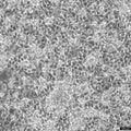 RSC96 cell
