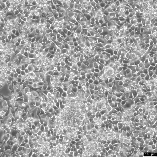 RSC96 cell