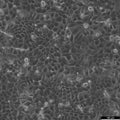 RT-112 cell