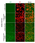 RUNX2 Reporter Lentivirus – Figure 1