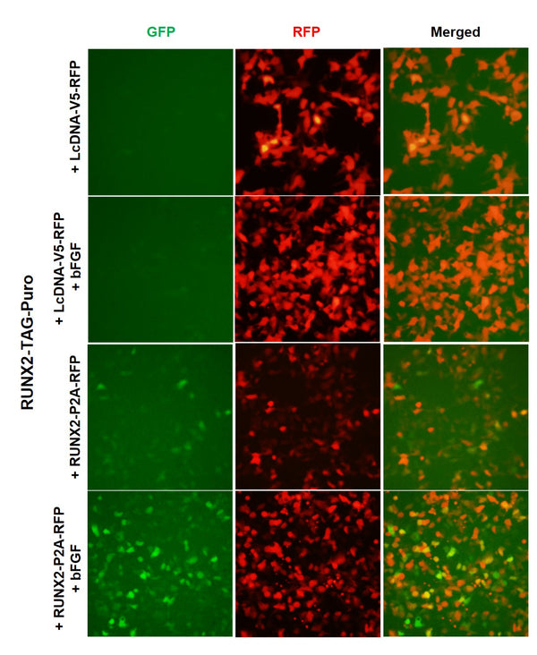 RUNX2 Reporter Lentivirus – Figure 1