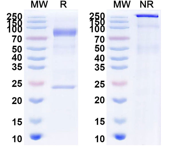 Recombinant Rat IgE Protein
