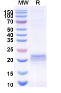SDS-PAGE for Anti-Rat ARC Nanobody (E5#)