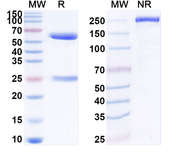 SDS-PAGE for InVivoMAb Anti-Rat CD198/CCR8 Antibody (Iv0256)