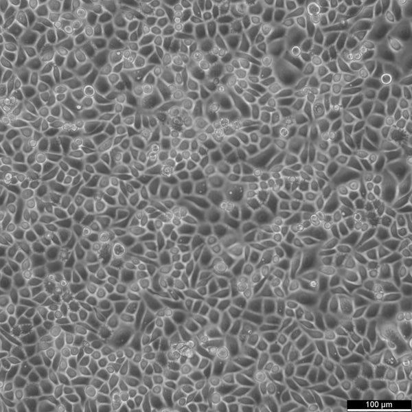 RWPE-1 cell