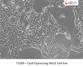 Cas9 Expressing INS1E Cell line | Applied Biological Materials (abm)
