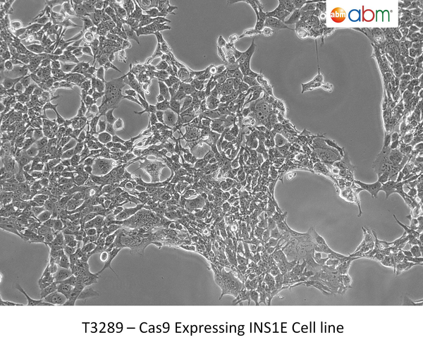 Cas9 Expressing INS1E Cell line | Applied Biological Materials (abm)