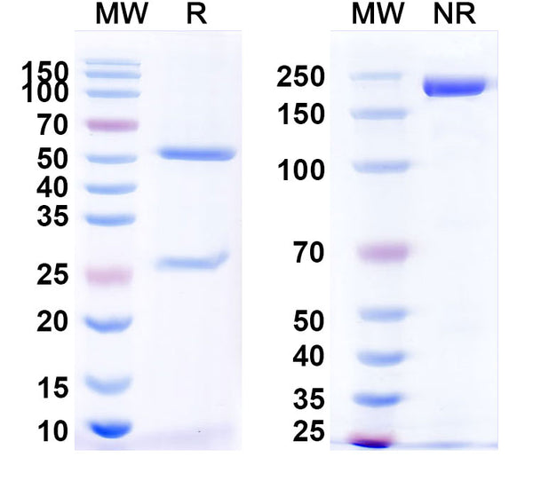 SDS-PAGE for Anti-Rat CD2/LFA-2/OX-34 Antibody (OX-34).