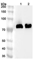 Western blot analysis was performed using anti-ALPL polyclonal antibody at 1ug/mL on various samples.
Lane 1: Mouse kidney lysate
Lane 2: Rat kidney lysate