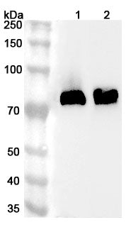Western blot analysis was performed using anti-ALPL polyclonal antibody at 1ug/mL on various samples.
Lane 1: Mouse kidney lysate
Lane 2: Rat kidney lysate