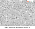Immortalized Mouse Kidney Epithelial Cells | Applied Biological Materials (abm)