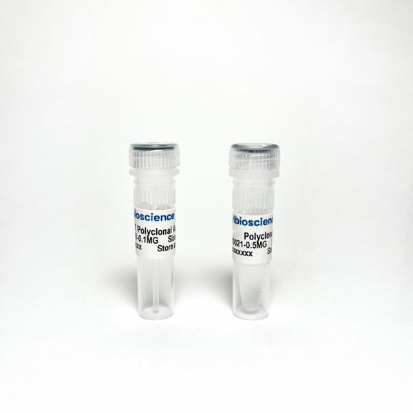 Phospho-Tau Thr217 (p-tau217) Polyclonal Antibody – Figure 1 of 1