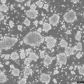 RAJI cell
