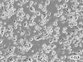 RenCa-IL2 cell