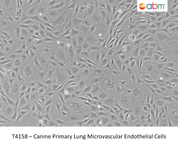 Canine Primary Lung Microvascular Endothelial Cells | Applied Biological Materials (abm)