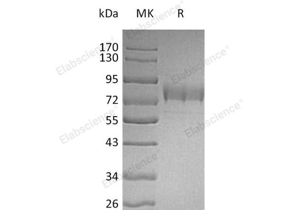 Recombinant Human SIGLEC3/CD33 Protein (Fc & His Tag) – Figure 1 of 2
