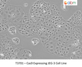 Cas9 Expressing JEG-3 Cell Line | Applied Biological Materials (abm)