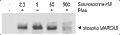 Staurosporine – Figure 1 of 3