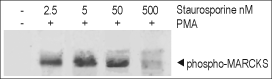 Staurosporine – Figure 1 of 3