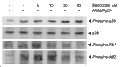 SB 203580 – Figure 1 of 2