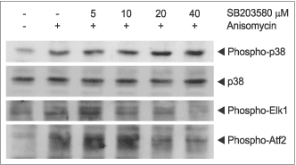 SB 203580 – Figure 1 of 2