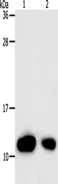 TXN Polyclonal Antibody – Figure 1 of 4