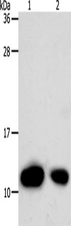 TXN Polyclonal Antibody – Figure 1 of 4