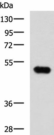 FOXQ1 Polyclonal Antibody – Figure 1 of 4