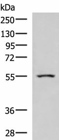 ARIH2 Polyclonal Antibody – Figure 1 of 4